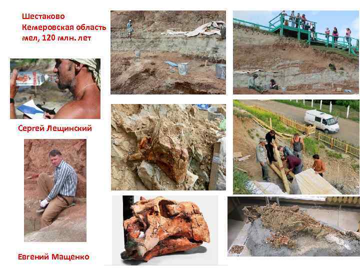 Шестаково Кемеровская область мел, 120 млн. лет Сергей Лещинский Евгений Мащенко 