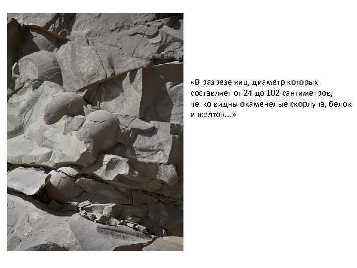  «В разрезе яиц, диаметр которых составляет от 24 до 102 сантиметров, четко видны