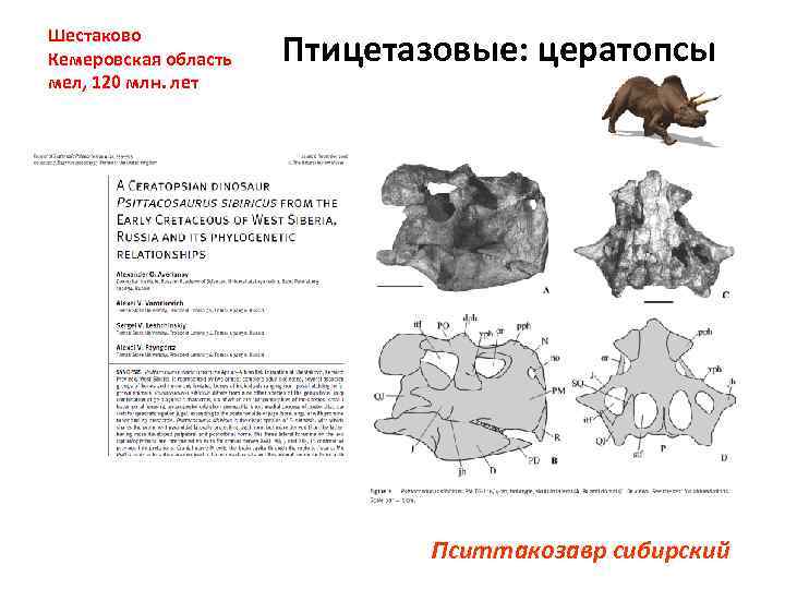 Шестаково Кемеровская область мел, 120 млн. лет Птицетазовые: цератопсы Пситтакозавр сибирский 