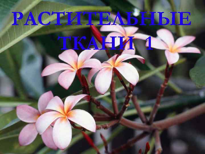 РАСТИТЕЛЬНЫЕ ТКАНИ 1 