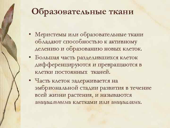 Образовательные ткани • Меристемы или образовательные ткани обладают способностью к активному делению и образованию