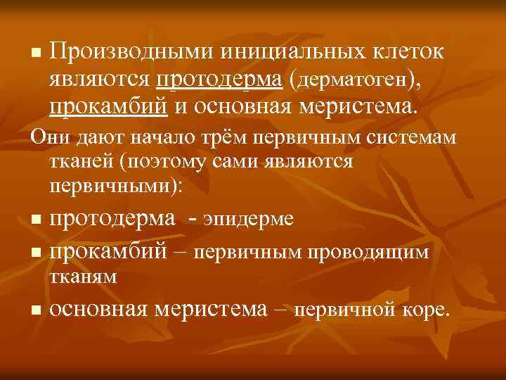 n Производными инициальных клеток являются протодерма (дерматоген), прокамбий и основная меристема. Они дают начало