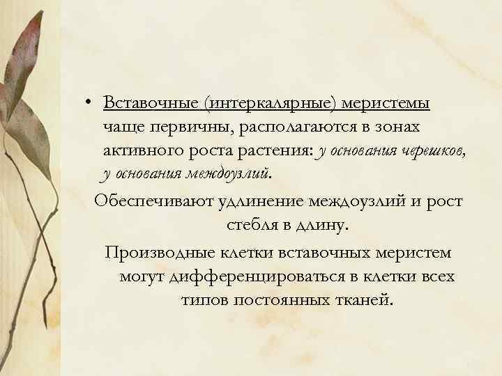  • Вставочные (интеркалярные) меристемы чаще первичны, располагаются в зонах активного роста растения: у