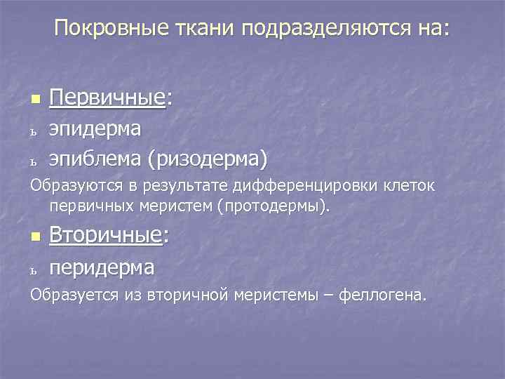 Покровные ткани подразделяются на: n ь ь Первичные: эпидерма эпиблема (ризодерма) Образуются в результате