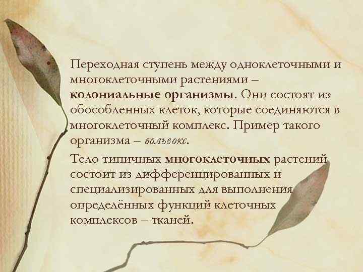  • • Переходная ступень между одноклеточными и многоклеточными растениями – колониальные организмы. Они