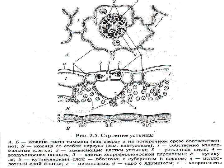 Изображение устьиц с подписями