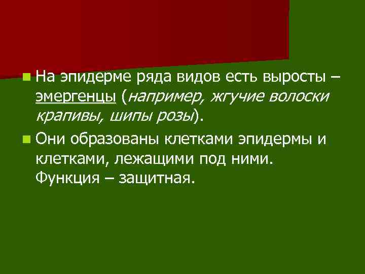 n На эпидерме ряда видов есть выросты – эмергенцы (например, жгучие волоски крапивы, шипы