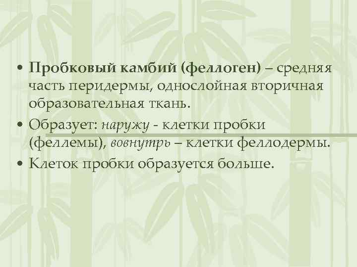  • Пробковый камбий (феллоген) – средняя часть перидермы, однослойная вторичная образовательная ткань. •