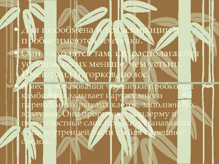  • Для газообмена и транспирации в пробке имеются чечевички. • Они находятся там,