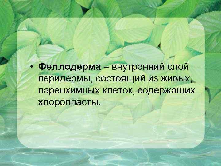  • Феллодерма – внутренний слой перидермы, состоящий из живых, паренхимных клеток, содержащих хлоропласты.