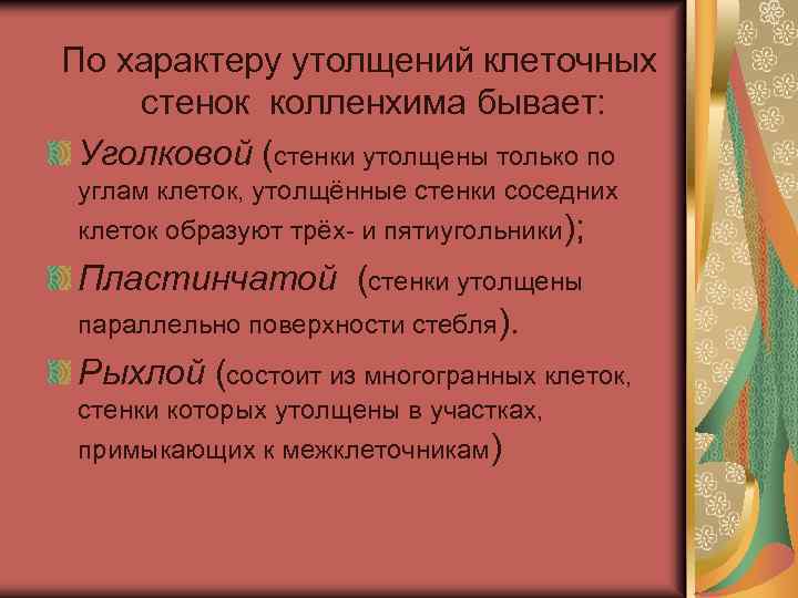 По характеру утолщений клеточных стенок колленхима бывает: Уголковой (стенки утолщены только по углам клеток,