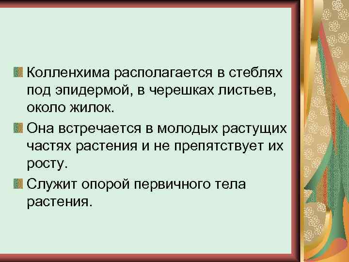 Колленхима располагается в стеблях под эпидермой, в черешках листьев, около жилок. Она встречается в
