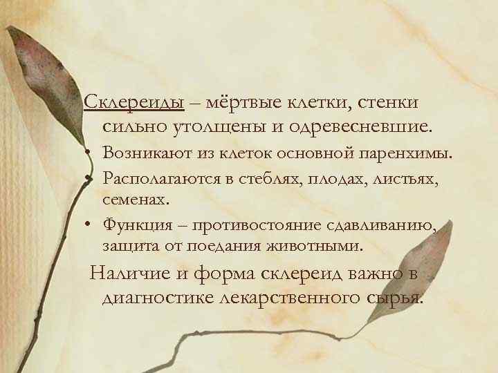 Склереиды – мёртвые клетки, стенки сильно утолщены и одревесневшие. • Возникают из клеток основной