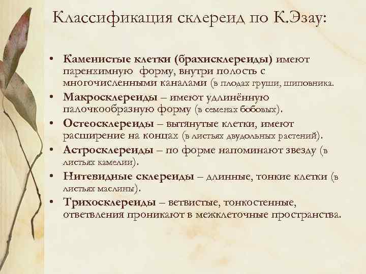 Классификация склереид по К. Эзау: • Каменистые клетки (брахисклереиды) имеют паренхимную форму, внутри полость