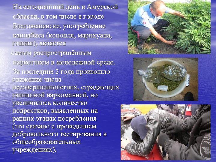 На сегодняшний день в Амурской области, в том числе в городе Благовещенске, употребление каннабиса