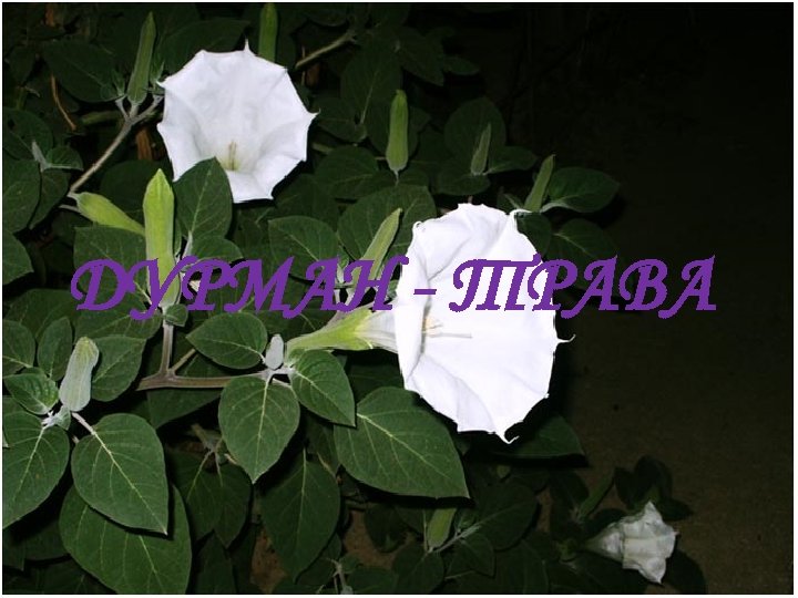 ДУРМАН - ТРАВА 