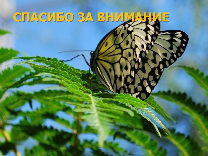 СПАСИБО ЗА ВНИМАНИЕ 