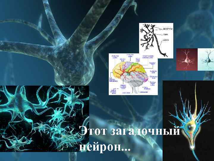 Этот загадочный нейрон. . . 