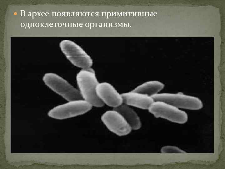  В архее появляются примитивные одноклеточные организмы. 