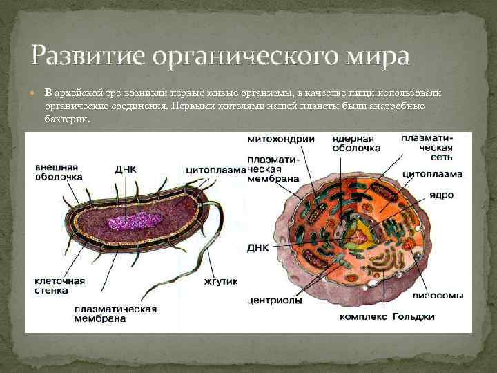Развитие органического мира В архейской эре возникли первые живые организмы, в качестве пищи использовали