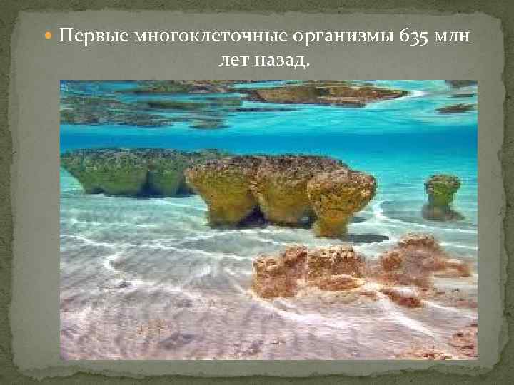  Первые многоклеточные организмы 635 млн лет назад. 