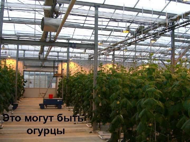 Это могут быть огурцы 