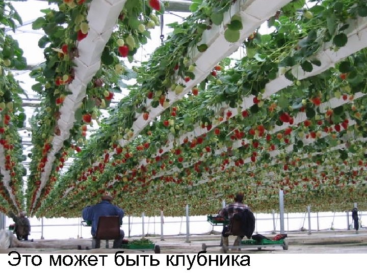 Это может быть клубника 