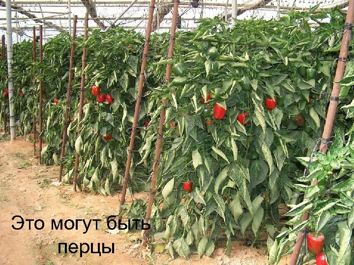 Это могут быть перцы 
