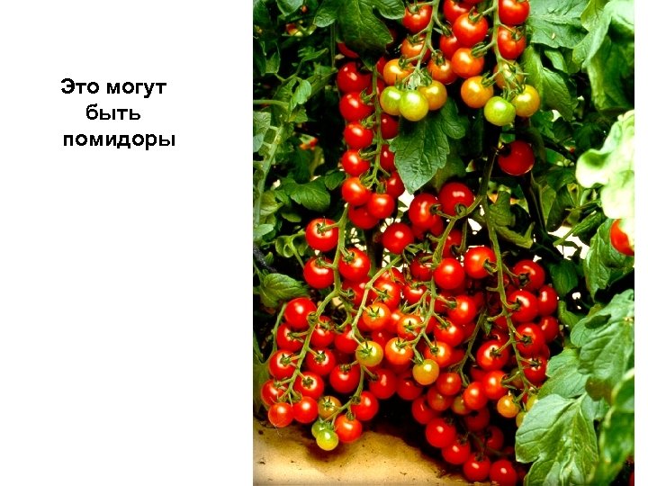 Это могут быть помидоры 