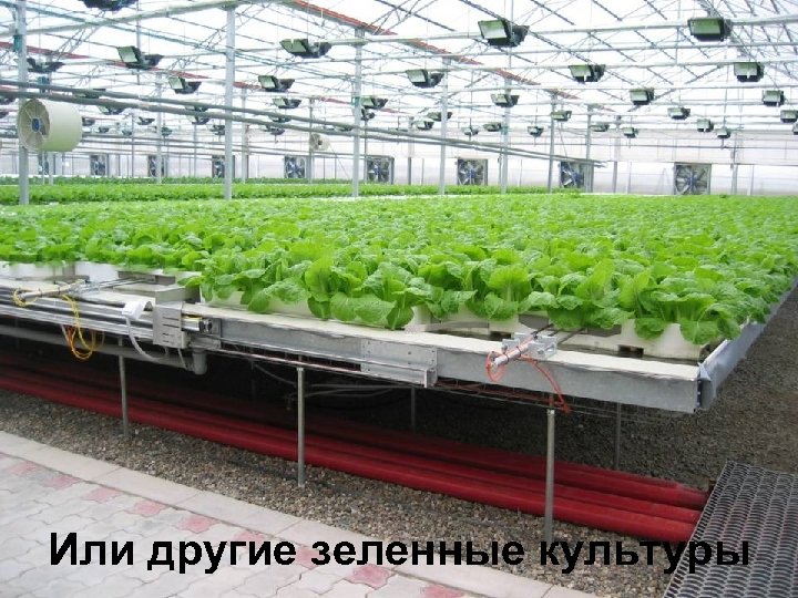 Или другие зеленные культуры 