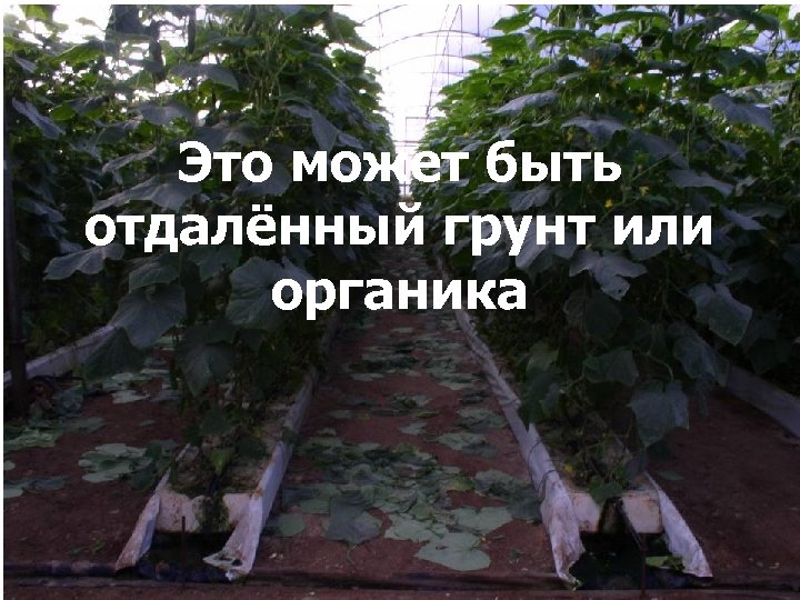 Это может быть отдалённый грунт или органика 