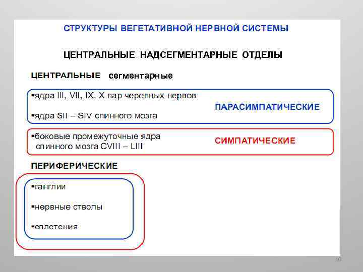 ЦЕНТРАЛЬНЫЕ НАДСЕГМЕНТАРНЫЕ ОТДЕЛЫ сегментарные 10 