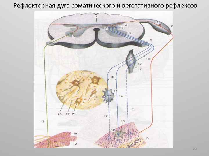 Рефлекторная дуга соматического и вегетативного рефлексов 20 