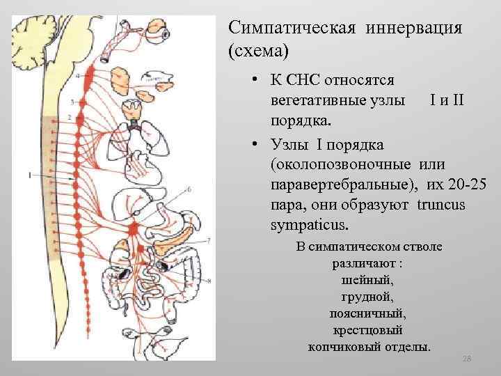 Симпатическая иннервация (схема) • К СНС относятся вегетативные узлы I и II порядка. •