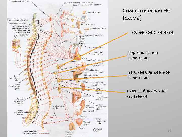 Симпатическая НС (схема) солнечное сплетение аортопочечное сплетение верхнее брыжеечное сплетение нижнее брыжеечное сплетение 36