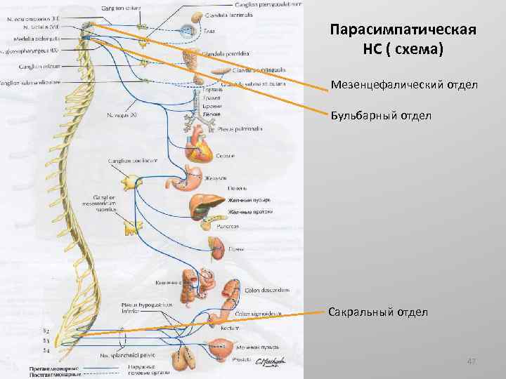 Парасимпатическая НС ( схема) Мезенцефалический отдел Бульбарный отдел Сакральный отдел 47 