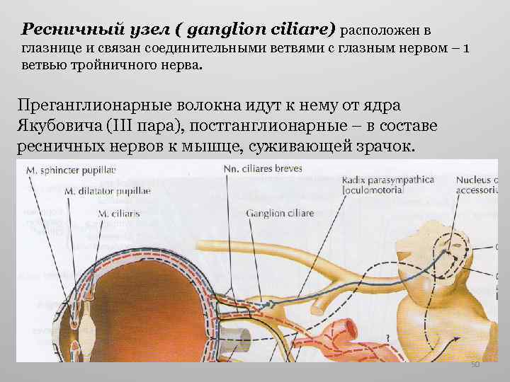 Ресничный узел ( ganglion ciliare) расположен в глазнице и связан соединительными ветвями с глазным