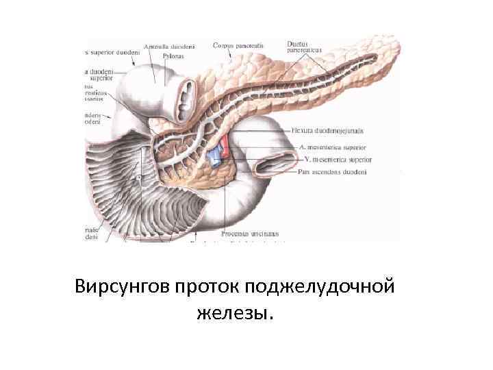 Вирсунгов проток поджелудочной железы. 