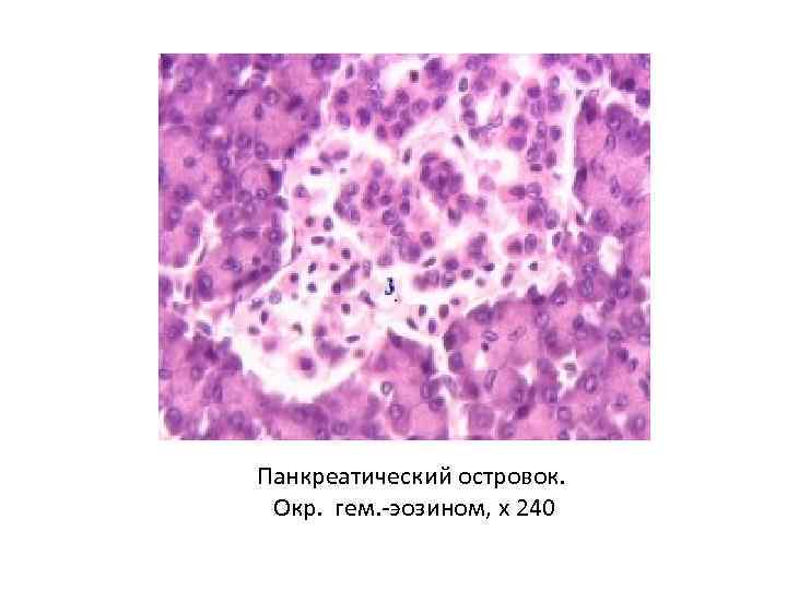 Панкреатический островок. Окр. гем. -эозином, х 240 