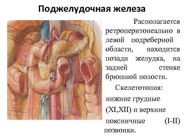 Какие железы расположены в брюшной полости. Голотопия поджелудочной железы анатомия. Голотопия поджелудочной железы схема. Скелетотопия поджелудочной железы. Скелетотопия поджелудочной железы анатомия.