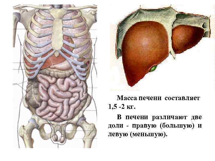 Масса печени составляет 1, 5 -2 кг. В печени различают две доли - правую