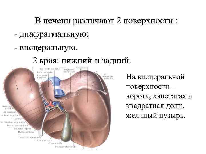 В печени различают 2 поверхности : - диафрагмальную; - висцеральную. 2 края: нижний и