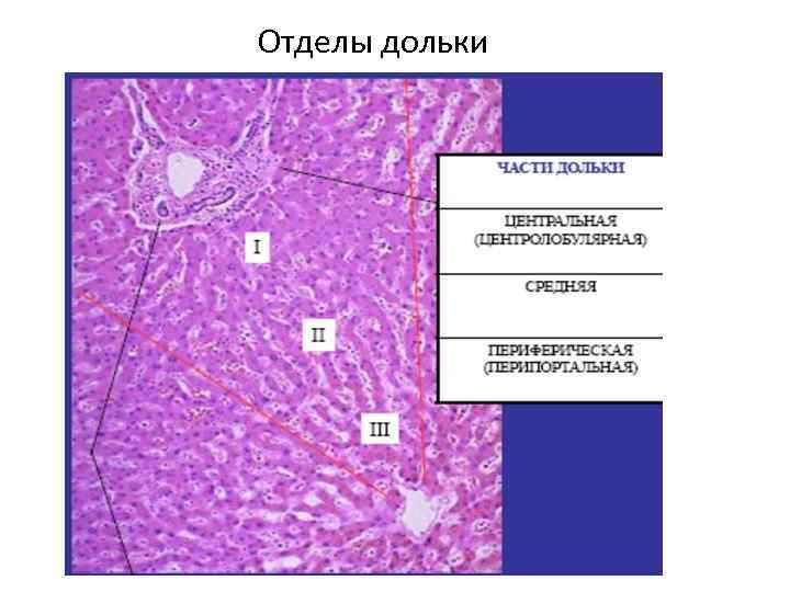 Отделы дольки 