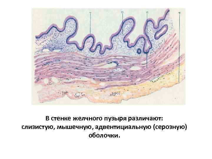 В стенке желчного пузыря различают: слизистую, мышечную, адвентициальную (серозную) оболочки. 