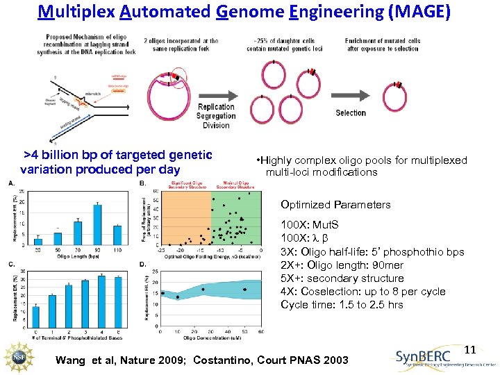 Multiplex Automated Genome Engineering (MAGE) >4 billion bp of targeted genetic variation produced per