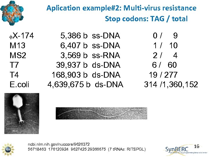 Aplication example#2: Multi-virus resistance Stop codons: TAG / total f. X-174 M 13 MS
