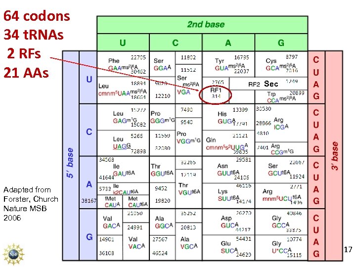 64 codons 34 t. RNAs 2 RFs 21 AAs Sec Adapted from Forster, Church