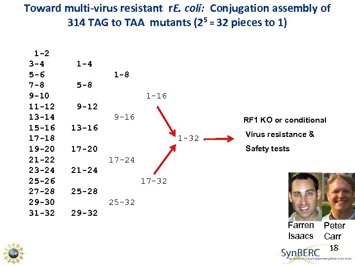 Toward multi-virus resistant r. E. coli: Conjugation assembly of 314 TAG to TAA mutants