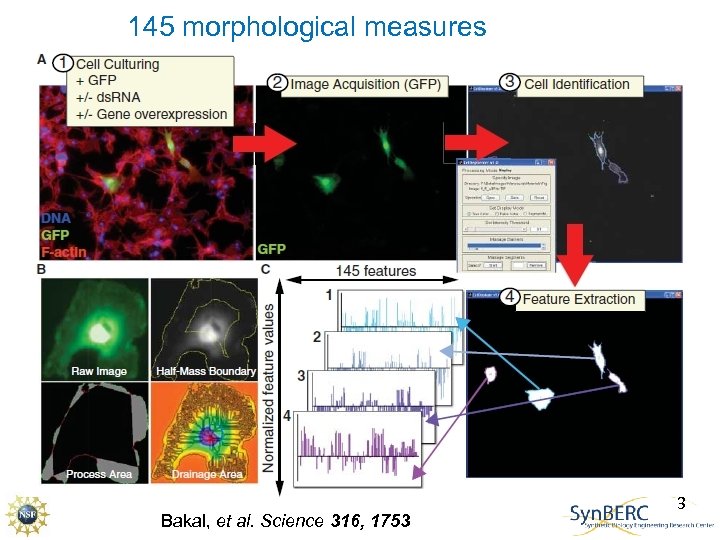 145 morphological measures Bakal, et al. Science 316, 1753 3 