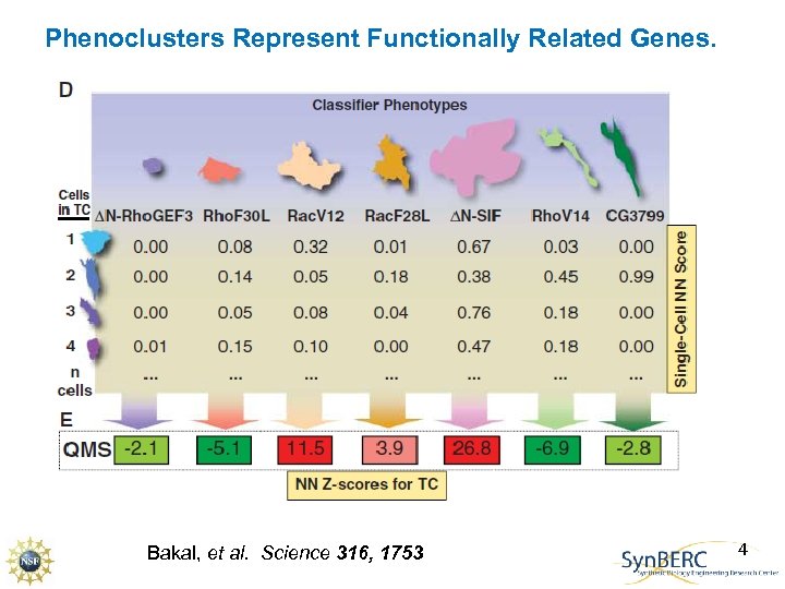 Phenoclusters Represent Functionally Related Genes. Bakal, et al. Science 316, 1753 4 